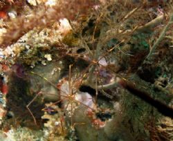 A pair of spider crabs at Mataking Island, Sabah by Alex Lim 